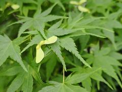 -西湖外事游船(花港观鱼码头)