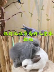 -七巧国萌宠乐园(龙湖天街店)