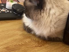 -Let's go狗咖·猫咖·奶狗·桌游(春熙路IFS店)