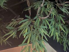 -百特喜·意大利餐厅(八佰伴镇江店)