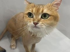 -老吴的猫·猫舍(新区店)