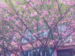 -崇明东平国家森林公园烧烤房车露营地