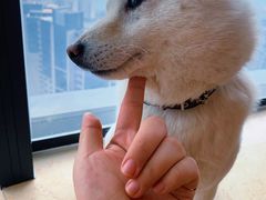 -柴犬小屋·柴餐厅·狗咖食堂(金鼎广场店)