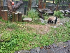 -都江堰中华大熊猫苑