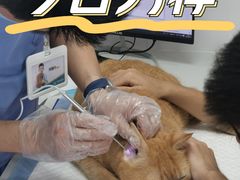-博特宠物医院24h犬猫全科.骨科·异宠