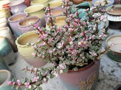 -桂林市花鸟市场