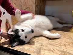 -Husky Go! 哈士奇体验馆·宠物咖啡厅狗咖