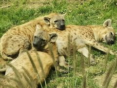 -北京野生动物园