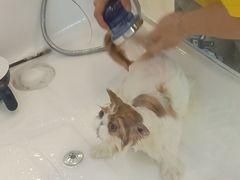 -70cat德文卷毛猫·缅因猫纯种猫舍