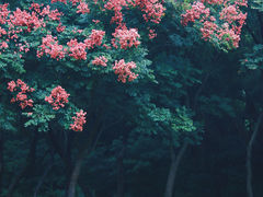 -莲花山公园