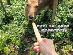 -佛冈森波拉度假区