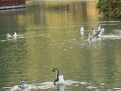 -广州白江湖森林公园