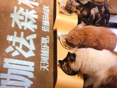-咖法森林·咖啡  酒吧(天河店)