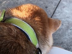 -柴犬高等学院·狗咖·柴犬售卖·宠物训练