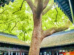 -上海醉白池公园
