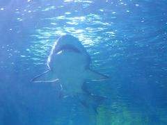 -悉尼海洋生物水族馆