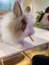 -Moni星球萌宠·小马宝莉·灵蛇·高端高阶全萌宠互动体验俱乐部(红豆国际广场店)