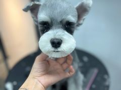 -帕帕拉兹宠物(亚洲旗舰店)