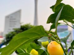 -海心沙亚运公园