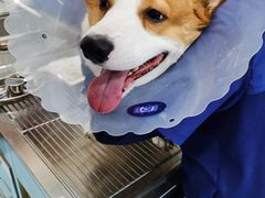 -萌兽医馆·犬猫专科·眼科中心·宠物医院(朝阳门分院)