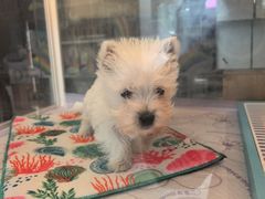 -翊宠yipet猫狗购宠庄园犬舍•猫舍