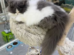 -爱洗澡的猫(天河路店)