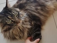 -鼓捣猫呢主题猫咖店