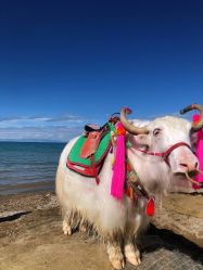 -V-STAR威斯达•高级私人定制