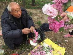 -曹州牡丹园