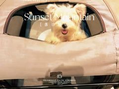 -翊宠yipet猫狗购宠庄园犬舍•猫舍