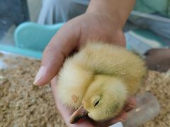 -怪兽屋·羊驼·猫咖·狗咖(俊华广场店)