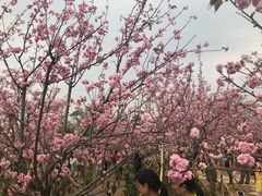 -天适樱花悠乐园