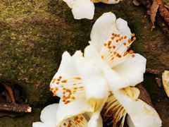 -双季花艺园艺市场(浦东店)