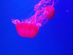 -海合安天津极地海洋公园