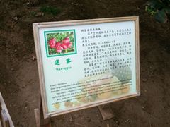 -上海都市菜园