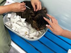 -达爱动物医院·犬猫分区·CT·复杂眼科(远洋山水分院)