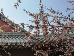 -桃花堤公园