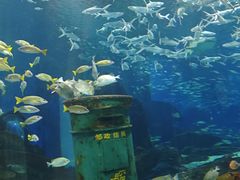 -海合安武汉极地海洋公园