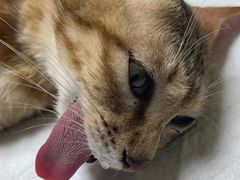 -乐琪宠物医院·犬猫专科·骨外科·急重症