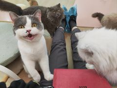 -1013 PET SHOP 宠物商店(近铁城市广场店)