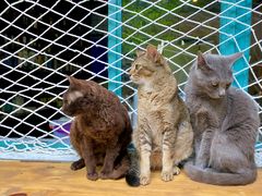 -喵屿·大理花园猫咖