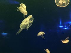 -广东省拱北口岸中国旅行社(华宾营业部)