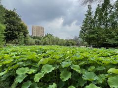 -沐仙湖湿地公园
