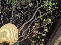 -桂满陇·海市蜃楼·黑金(国金店)