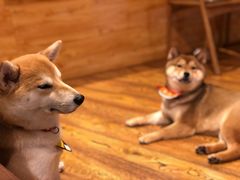 -柴务处·柴犬主题狗咖