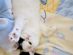 -艾吉宠物医院·疑难杂症转诊中心·猫友好(碧江路院)