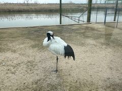 -盐城丹顶鹤湿地生态旅游区