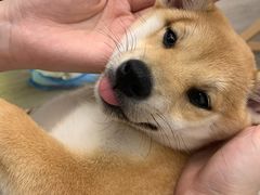 -浣熊柯尔鸭土拨鼠·电玩咖