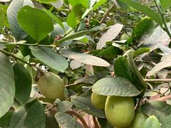 -南通洲际绿博园