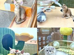 -帕帕拉兹宠物(亚洲旗舰店)